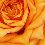 オレンジ色のバラの写真